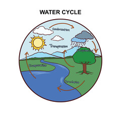 Educational diagram illustrating the Earth's water cycle with sun, clouds, rain, river, and tree showing key processes.