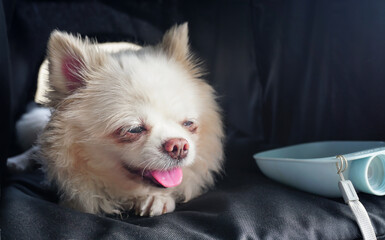 Sleepy face Chihuahua dog in dog stroller