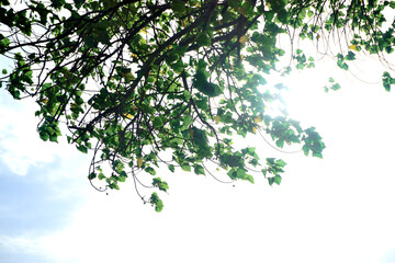 Green leaf tree canopy with sun ray, Nature background