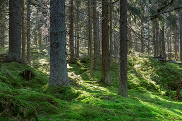 Sunlight Filters Through Tall Pine Forest Trees