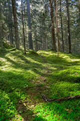 Fototapeta premium Sunlight Filters Through Green Mossy Forest Path