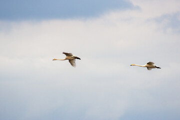 Two swans flying across the bright blue sky