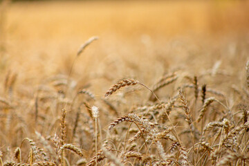 Golden Wheat Field Under Warm Sunlight Summer Season