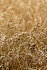 Golden Wheat Field Ready for Harvest Under Warm Sun