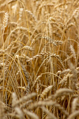 Golden Wheat Field Ready for Harvest