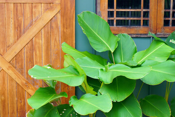 Big green leaf decoration outside with window background