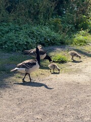 wild goose family on the beach with two chicks