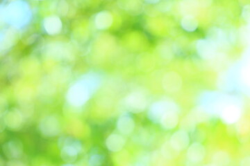 Obraz premium 山桜の若葉のアウトフォーカス