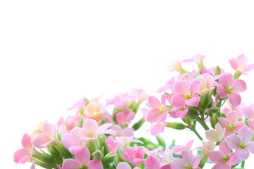 ピンク色のカランコエ　白背景