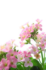 ピンク色のカランコエ　白背景