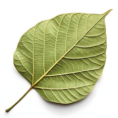 Obraz premium Siamese Teak Leaf Broad Tropical Green Foliage with Distinct Veined Texture Radiating Exotic Botanical Elegance and Fresh Natural Vitality on Pure White Background Minimal Still Life