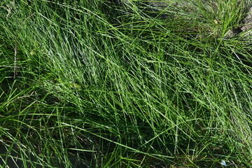 Bright, beautiful, unusual nature. Thin, long, juicy grass growing in large bunches in the rays of the morning sun.