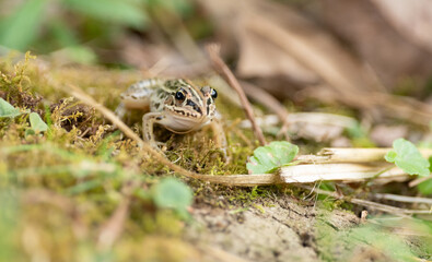 カエルをマクロレンズで撮影