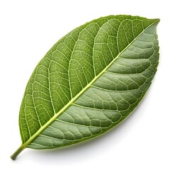Obraz premium Malabar Plum Leaf Glossy Green Tropical Foliage with Smooth Vibrant Texture Highlighting Exotic Botanical Elegance and Fresh Natural Beauty on Pure White Background Minimal Still Life