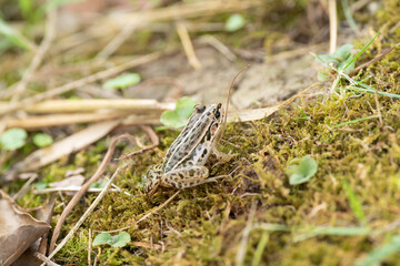 カエルをマクロレンズで撮影