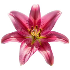 Fototapeta premium Closeup of a pink lily isolated on transparent background, showcasing its beauty
