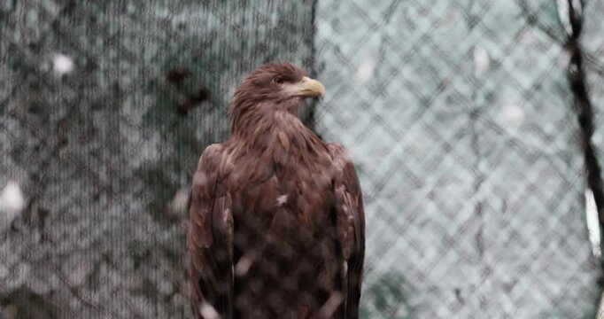 A white-tailed eagle (Haliaeetus albicilla) inside a caged enclosure in an Eastern European zoo.