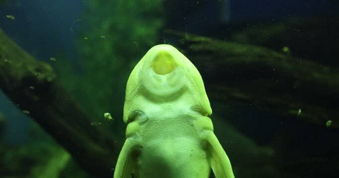 Hypostomus plecostomus, also known as the suckermouth catfish