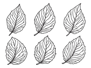 Tobacco Leaf Natural Rustic Farming Process