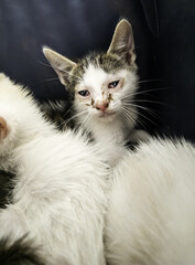 Abandoned baby cats