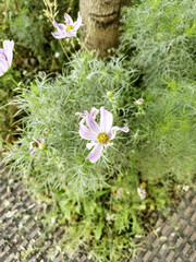 White flowers in nature