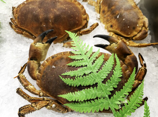 Cooked spider crabs
