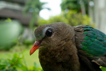 Close-Up of Dove with Colorful Feathers in Nature
