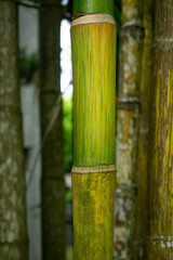 bamboo forest background