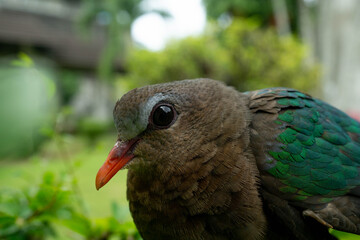 Close-Up of Dove with Colorful Feathers in Nature