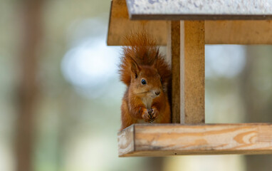 Closeup view of small brown squirrel.