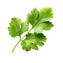 Close-up of vibrant green cilantro leaf, sharply focused