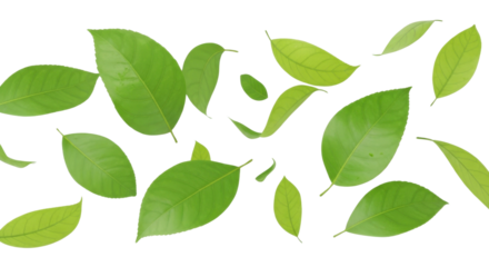 A collection of fresh green leaves of various sizes and shapes scattered and floating on a clean white background.