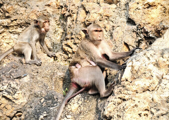Monkeys live in the mountains of Thailand.