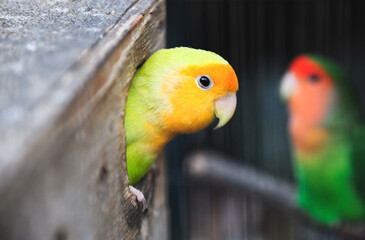 A colorful lovebird with a yellow head emerges from a bird box.