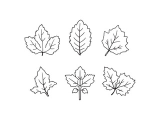 Sorrel Leaf Healthy Natural Culinary Ingredient