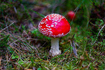 fly agaric mushroom