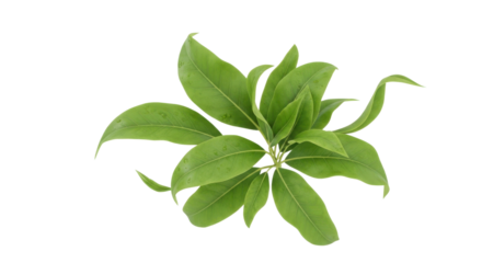 Close-up of a vibrant green plant with lush leaves against a white background.