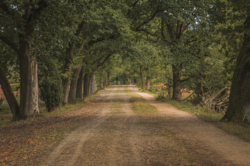 Fototapeta premium Tree-lined avenue in autumn