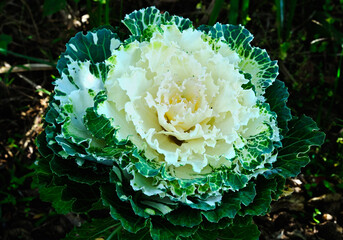 Closeup macro petal of cabbage, ornamental kale 