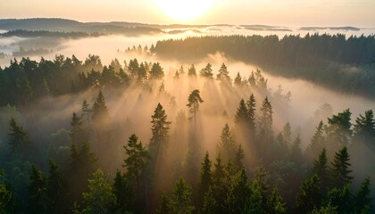 Sunrise over a misty forest