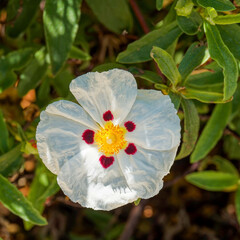 (Cistus ladanifer) Solitary papery white flower of crimson-spot rockrose with red to maroon spots around yellow stamens and pistils 