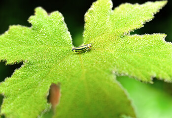 Green insects on leaves