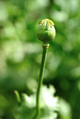 Opium Poppy grown in north of Thailand 