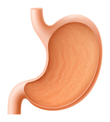 Human stomach anatomy isolated on white background. Internal human organ stomach in cross section. Healthy human stomach, which regulates digestive processes. Realistic 3d Vector illustration.