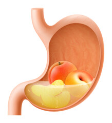 Human Stomach with peach fruit. The stomach digests peaches. A stomach filled with healthy and wholesome food. Proper nutrition. Realistic 3d Vector illustration. Food digestion process illustration