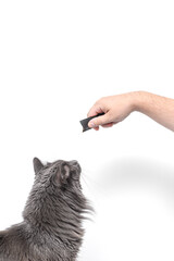 Fluffy gray cat eating liquid cat treat stick from owner&rsquo;s hand