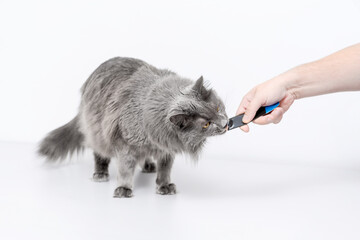 Fluffy gray cat eating liquid cat treat stick from owner’s hand