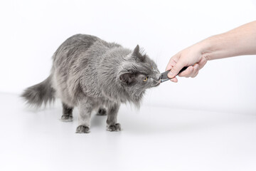 Fluffy gray cat eating liquid cat treat stick from owner’s hand