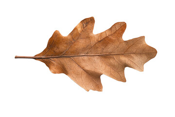 Fototapeta premium A detailed view of a dry oak leaf isolated on a white background, showcasing its intricate texture and natural beauty.