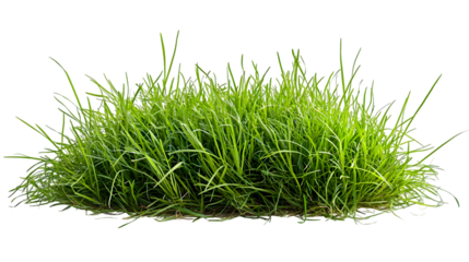 Green grass field background isolated on a transparent background